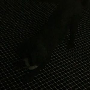 Meet your Posher, Angel